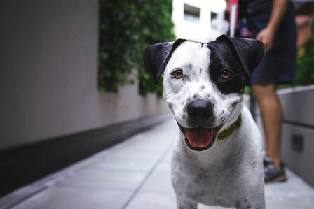The Worthy Dog Bias Plaid Dog Collar - Tan - M : Target